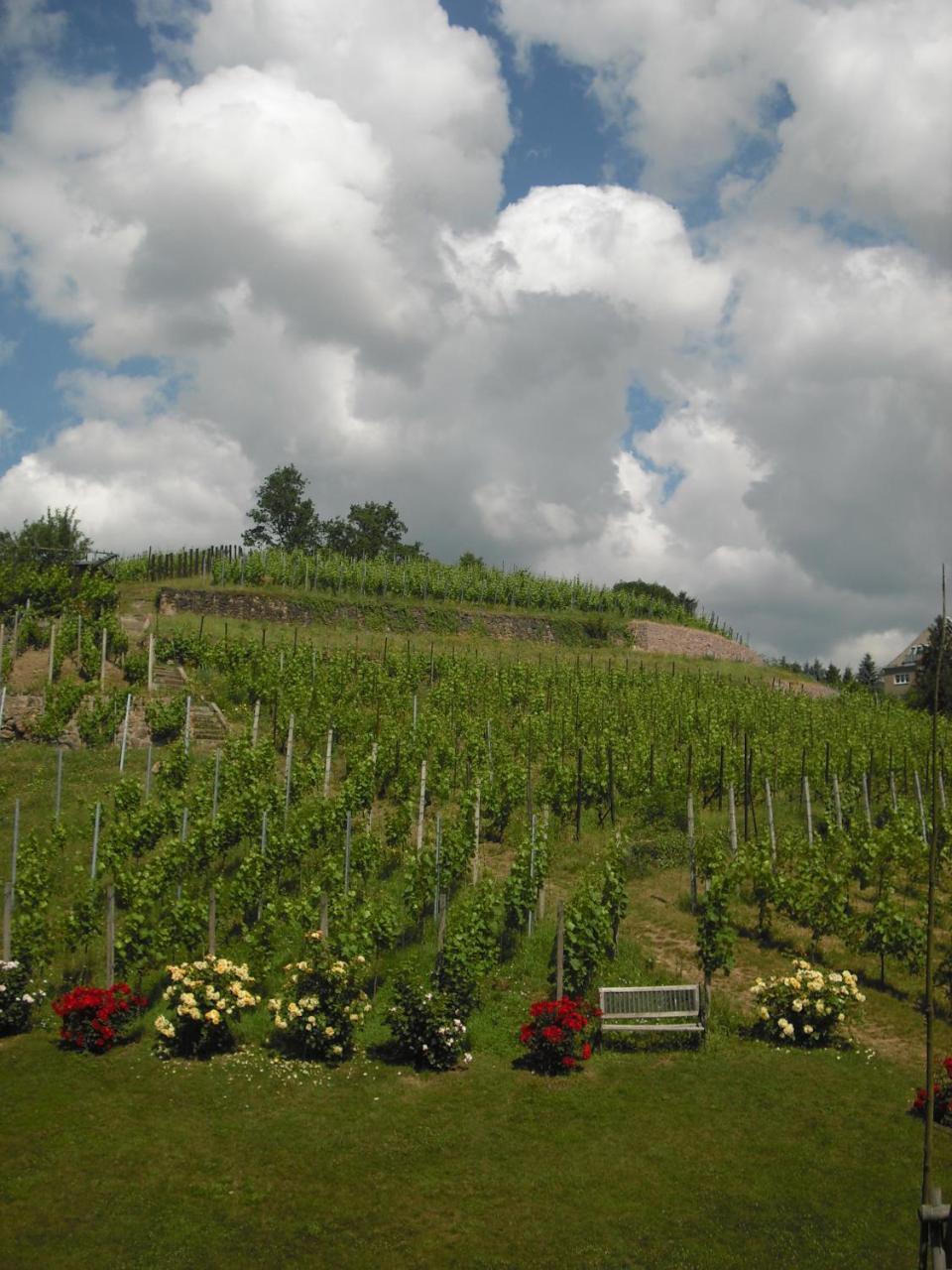 Weingut Mariaberg Apartment Meissen Bagian luar foto